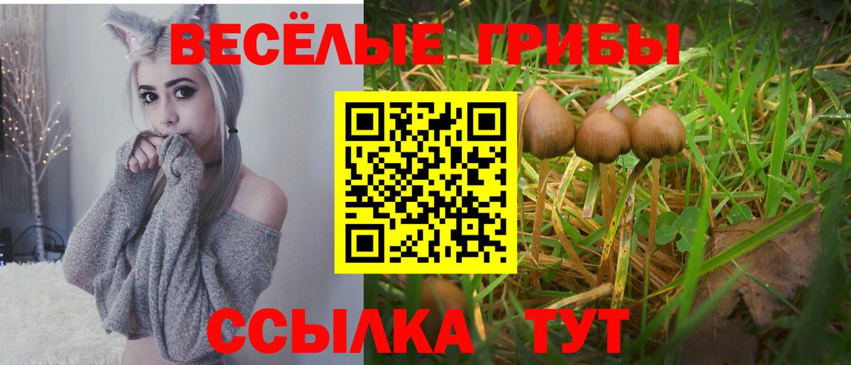 Галлюциногенные грибы Psilocybine cubensis Кондопога